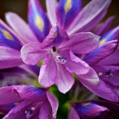 Beauty by Belize - Luxury by Design - Extraordinary Tropical Gardens – A Feast for the Eyes and Senses